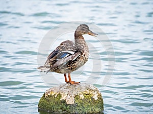 Female Duck Standing on a Rock in a Lake