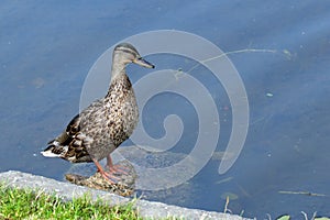 Female duck standing on stone