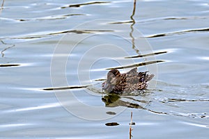Female duck swimming