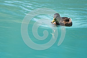 Female duck swimming on cyan water