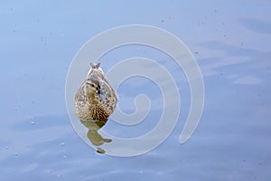 Female duck swimming in the lake photo