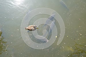 Female duck is swimming over a flock of carp-like fish or Cypriniformes shoaling in turbid stagnant water.