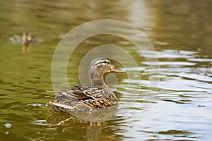 Female duck swimming with a small duckling behind on a lake