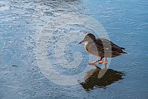 Female duck on thin blue ice nature sunny day