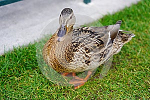 Female duck walking around on meadow in park of visitors in Disneyland Paris