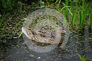 Female duck in West Stow Country Park, Suffolk