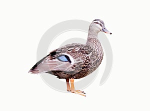 Female Duck on white