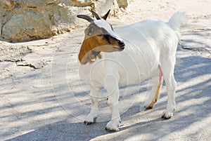 Female of dwarf goat. photo