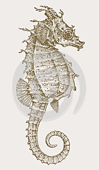 Female dwarf seahorse hippocampus zosterae in profile view