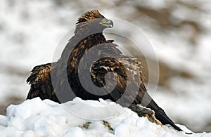 female eagle protects the prey in the snow photo