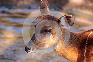 Female East African Sitatunga called Tragelaphus spekii spekii