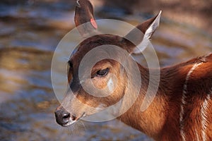 Female East African Sitatunga called Tragelaphus spekii spekii