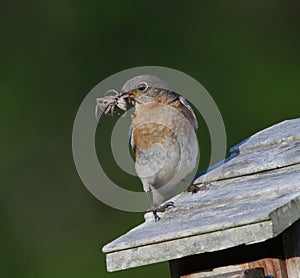 Female eastern blue bird - Sialia sialis - perched on nesting box with large female Hogna carolinensis