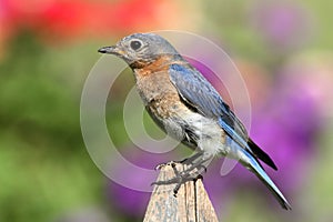 Female Eastern Bluebird