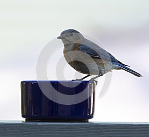 Female Eastern Bluebird