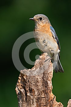 Female Eastern Bluebird