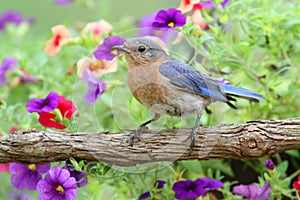 Female Eastern Bluebird