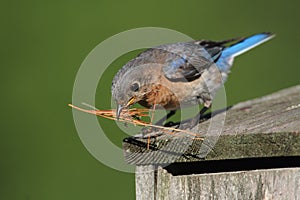 Female Eastern Bluebird