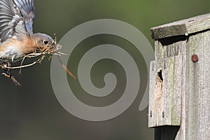 Female Eastern Bluebird