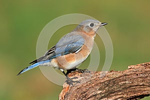 Female Eastern Bluebird