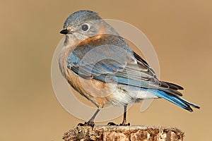 Female Eastern Bluebird