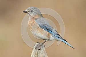 Female Eastern Bluebird