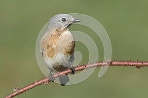 Female Eastern Bluebird