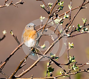 Female Eastern Bluebird