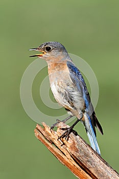 Female Eastern Bluebird