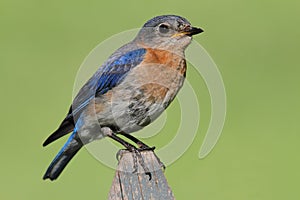 Female Eastern Bluebird