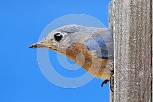 Female Eastern Bluebird