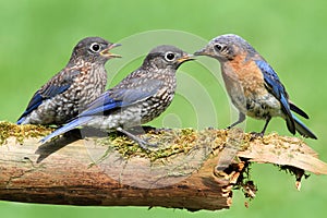 Female Eastern Bluebird With Babies