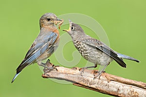 Female Eastern Bluebird With Baby