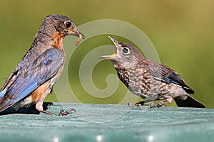 Female Eastern Bluebird Feeding A Baby