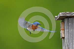 Mama Bluebird Comes Home photo