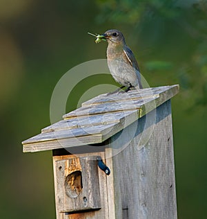 Female Eastern bluebird with katydid