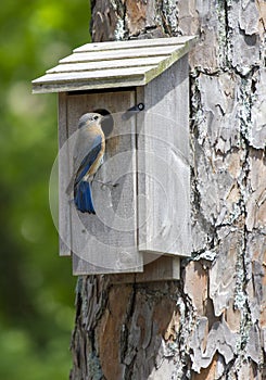 Female Eastern Bluebird Perched on a Birdhouse