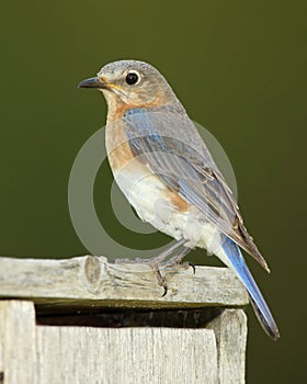 Female Eastern Bluebird Perched on Nest Box - Onta