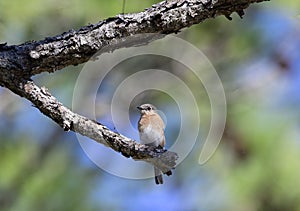 Female Eastern Bluebird posing on a branch