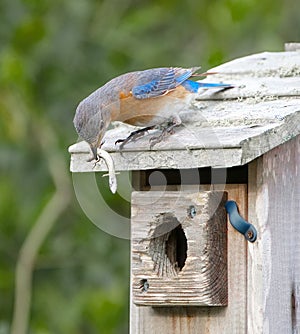 Female eastern bluebird - Sialia sialis - dangling Little Brown ground Skink - Scincella lateralis in front of nest box opening to