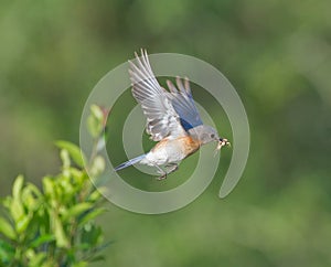 Female Eastern Bluebird Sialia sialis flying