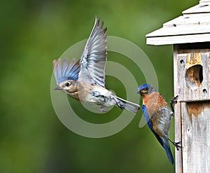 Female Eastern bluebird Sialia sialis  flying away from nesting box