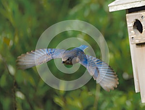 Female Eastern bluebird - Sialia sialis - flying away from nesting box with wings fully open and extended close up version