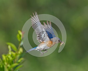 Female Eastern Bluebird Sialia sialis flying with brown field cricket in her mouth