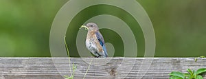 Female Eastern bluebird sialia sialis looking left,  with green grasshopper in beak