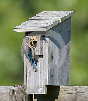 Female Eastern bluebird Sialia sialis  at nesting box feeding white caterpillar or worm to babies