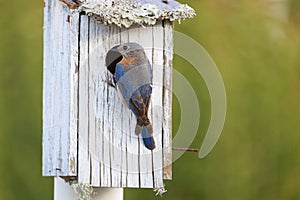 Female Eastern Bluebird Sialia sialis perche on a bird house