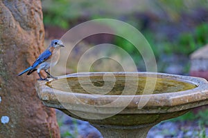 Female Eastern Bluebird Sialia sialis perched on a bird bath