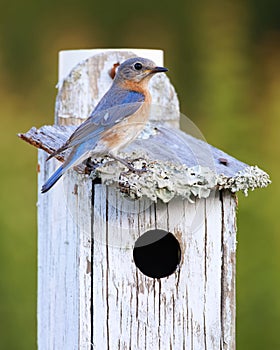 Female Eastern Bluebird Sialia sialis perched on a bird house