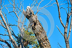 Female Eastern Bluebird Sialia sialis perched on edge on nesting hole in Texas